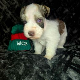 Bandit - Parti male Miniature Schnauzer puppy in Calera, Alabama from Burnett Cove Kennels