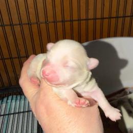 Marshall (lavender) - Silver male Chihuahua puppy in Seneca, Missouri from Stephanie’s Puppy Colony