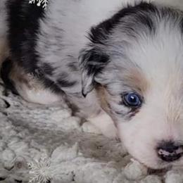 Australian Shepherds from Creekside Aussies