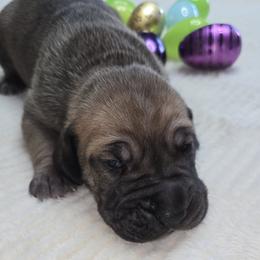 Stout - Fawn male Great Dane puppy in Albany, Oregon from Red Cloud Australian Shepherds and DeGray Great Danes & Bulldogs