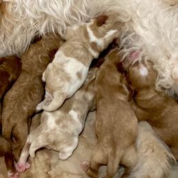 Goldendoodle puppies from Old Macs Doodles