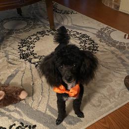 Mac - Poodle