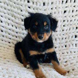 Theo - Black tri-color male Australian Shepherd puppy in Zwingle, Iowa from Homestead Aussies & Doodles
