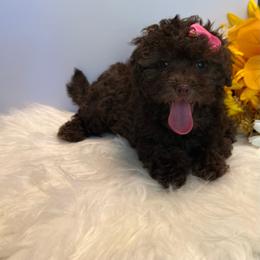 Autumn - Cafe au lait female Poodle puppy in Lakeland, Florida from Blessed Beginnings Puppies