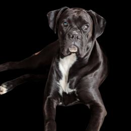 Yedi - Boxer
