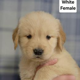 Promise White Female - Golden female Golden Retriever puppy in Wauseon, Ohio from Golden Sunrise Retrievers