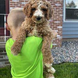 Goldendoodle Puppies from Two Ps in a Pod