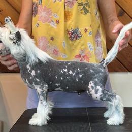 Boy 1 - Black white and tan male Chinese Crested puppy in Menomonee Falls, Wisconsin from Windsong