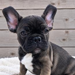 Manny - Fawn male French Bulldog puppy in Warm Springs, Arkansas from State Line Dachshunds & Frenchies