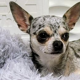 Alaska - Chihuahua