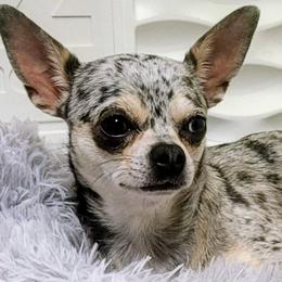 Alaska - Chihuahua