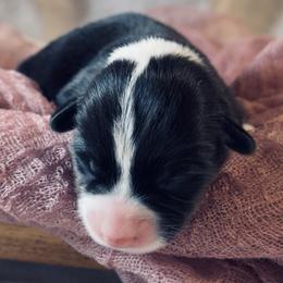 Cindy - Black and tan female Pembroke Welsh Corgi puppy in Bloomfield, Iowa from Beebe’s Corgis