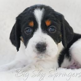 Boy 3 - Black white and tan male English Springer Spaniel puppy in Great Falls, Montana from Big Sky Springers