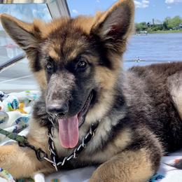 German Shepherd and Miniature American Shepherd Puppies from Bouchard’s Best Shepherds