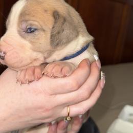 Dark blue collar - Mantle merle male Great Dane puppy in Loris, South Carolina from Days Danes