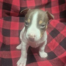 Orin - White and chocolate male Teddy Roosevelt Terrier puppy in Murray, Kentucky from Froschwald German Shepherds and Xanadu Teddy Roosevelt Terriers
