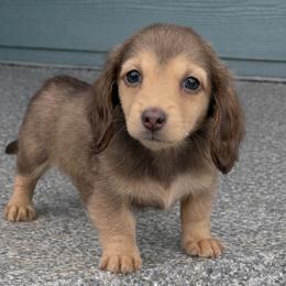 Ginger - Cream female Dachshund puppy in Salem, Oregon from Longdox Mini Dachshunds
