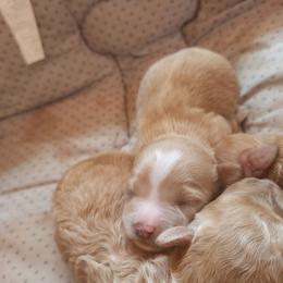 Garrett - Buff and white male Cockapoo puppy in Ellensburg, Washington from Dawn to Dusk Cockapoos