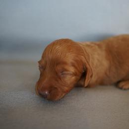 Donatello - Red male Dachshund puppy in Quemado, New Mexico from TNT Dachshunds