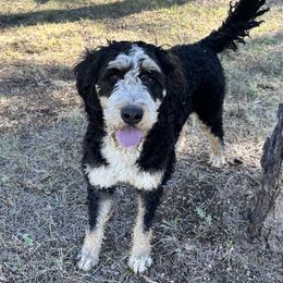 Willow - Bernedoodle