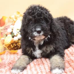 Glitter - Tri-color female Bernedoodle puppy in Scottsville, Kentucky from Barren River Bernedoodles and Poodles