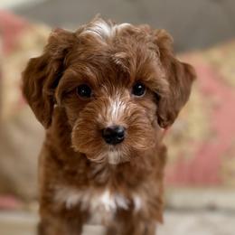 Taffy - Red  female Goldendoodle puppy in Beckley, West Virginia from By Design Doodles