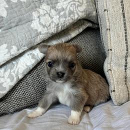Maverick - Blue and white male Chihuahua puppy in Menifee, California from Lane’s Little Long Coats