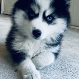 Pomsky Puppies from Oceanway Pomskies