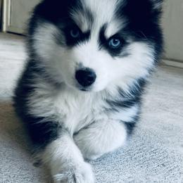 Pomsky Puppies from Oceanway Pomskies