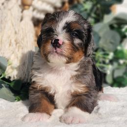 Gucci - Blue merle female Bernedoodle puppy in Dothan, Alabama from Farquharson's Poodles&Doodles