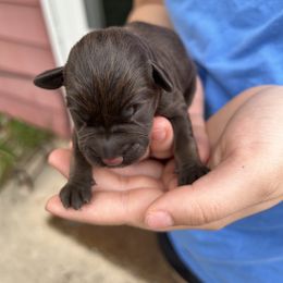 Boy 1 - Miniature Schnauzer puppy in Dunkirk, Indiana from Walker's Schnauzers