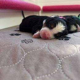 Bernedoodle Puppies from Cali Bernedoodles