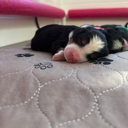 Bernedoodle Puppies from Cali Bernedoodles