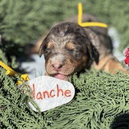 Blanche - Merle female Bernedoodle puppy in Wilkesboro, North Carolina from Bernedoodle Love Puppies