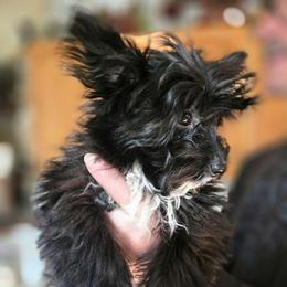 Bingo - Parti male Yorkshire Terrier puppy in Zuni, Virginia from Serendipity Yorkies