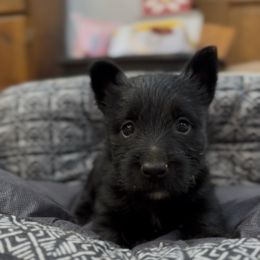 Black Girl A (Yellow Collar) - Black female Scottish Terrier puppy in Wellston, Ohio from White Apple Kennel