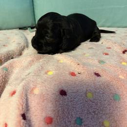 Brindle boy - Brindle male Dachshund puppy in Live Oak, Florida from The Weenie Herd Mom