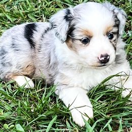 Miniature Australian Shepherds from KD Miniature Aussies