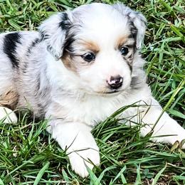 Miniature Australian Shepherds from KD Miniature Aussies