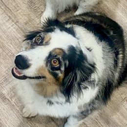 sadie - Miniature Australian Shepherd