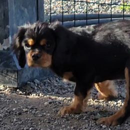 Cavalier King Charles Spaniel Puppies from Cavaliers by Patricia Green