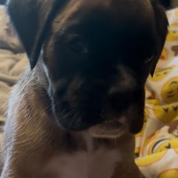 Sherri Fawn girl 2 long skinny stripe - Fawn female Boxer puppy in Graham, Washington from Precious Paws Boxer puppies in WA