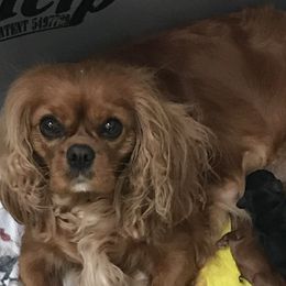 Skeeter - Cavalier King Charles Spaniel