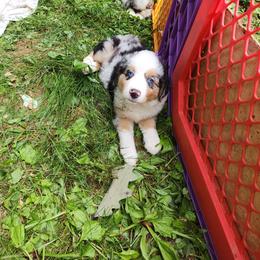 Bo Duke - Blue merle male Australian Shepherd puppy in Blairsville, Georgia from Georgia Peach Aussies