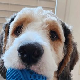 Bernedoodles from Archee and Roxee's Puppies