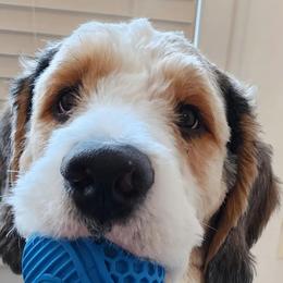 Bernedoodles from Archee and Roxee's Puppies