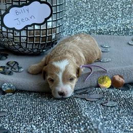 Billie Jean (purple) - Apricot female Goldendoodle puppy in St. George, Utah from Dashing Doodle Pups
