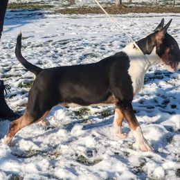 Bull Terrier Puppies from LSDBULLS