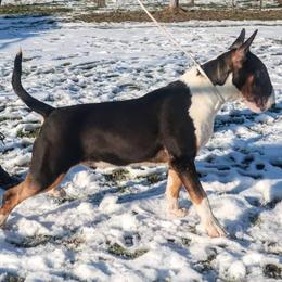 Bull Terrier Puppies from LSDBULLS