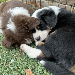 Miniature Australian Shepherd Puppies from Amberwood DD Aussies